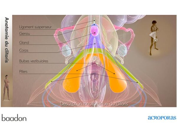 anat clito rapports externes2 organes face