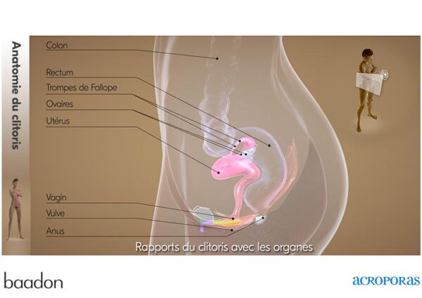 anat clito rapports organes3