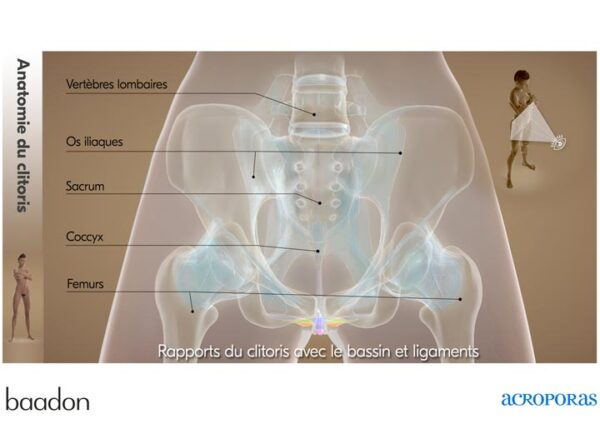 anat clito rapports osseux ligaments3 face