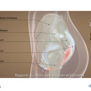 fiche anatomique anatomie du clitoris & rapports avec bassin et ligaments