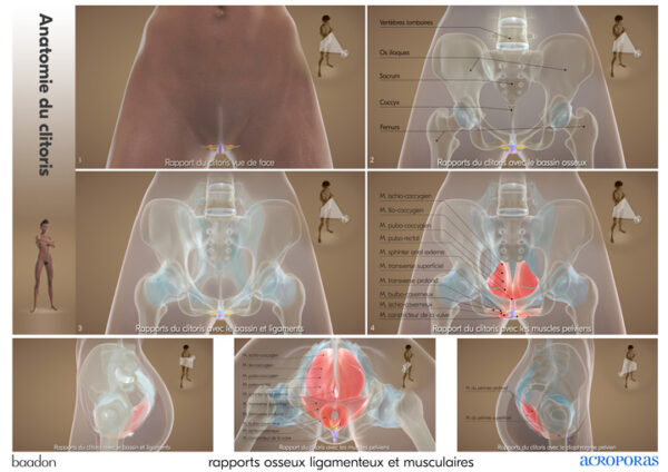 anat1 rapports osseux muscul