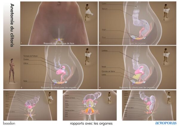 anat2 rapports organes planche