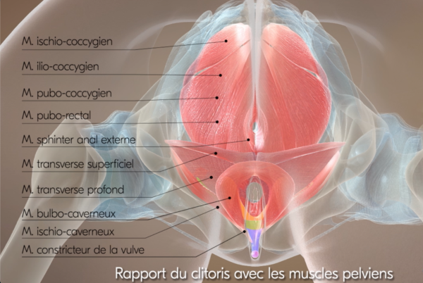 clitoris m pelviens 2024 02 19 à 13.50.07